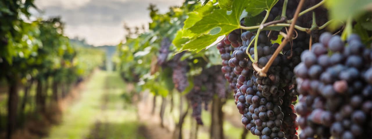 Crush Wine Experiences