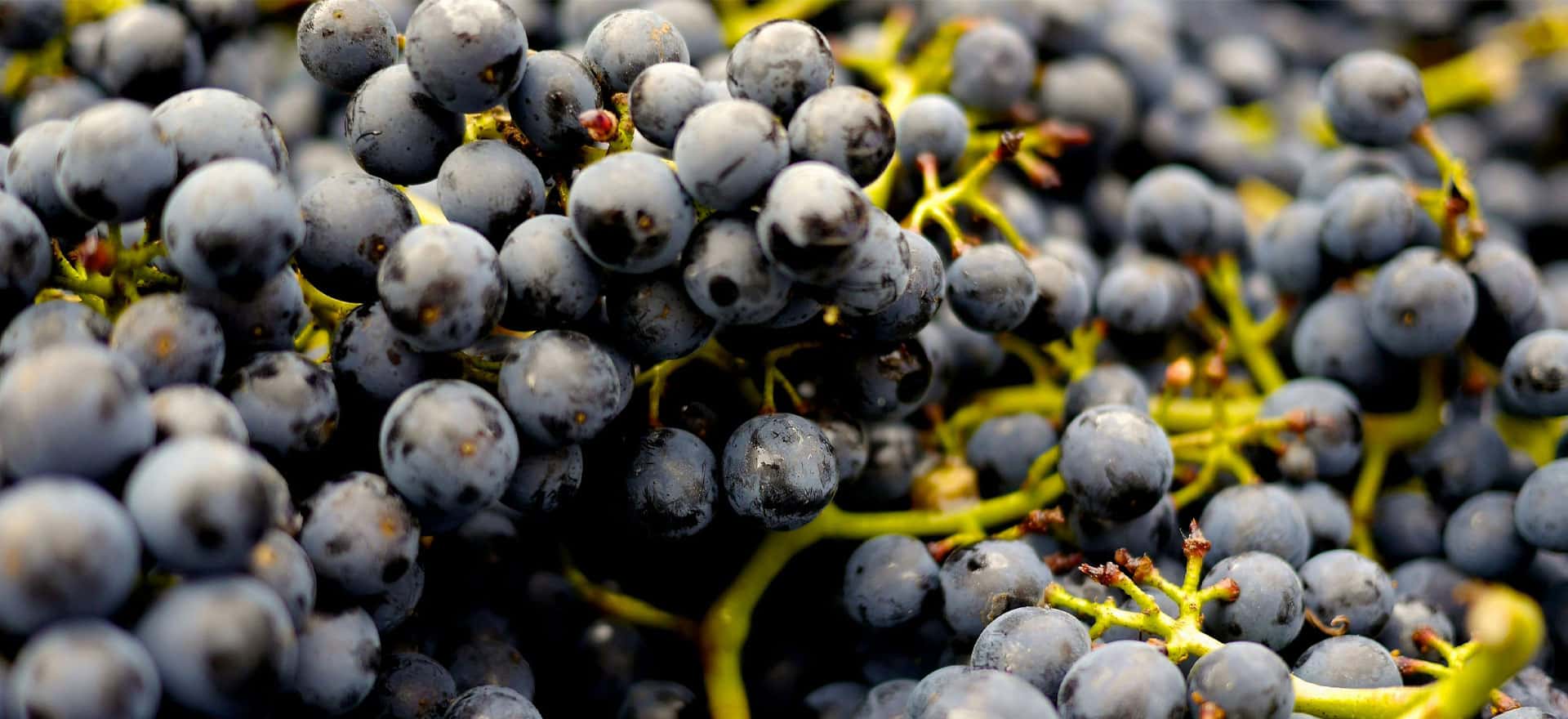 Three Wine Company – The Dirt, the Micro-Climate & Don’t Screw it Up