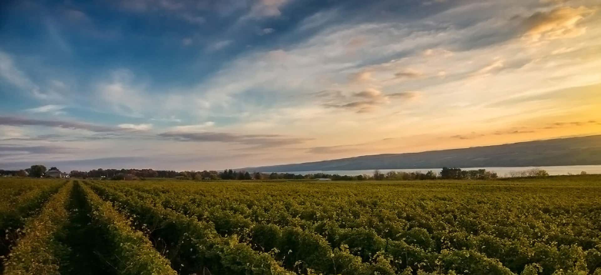 Fulkerson Winery