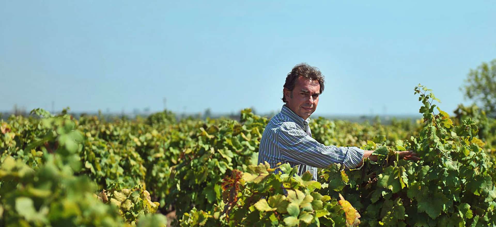 Felline Winery, Champion of Italian Primitivo