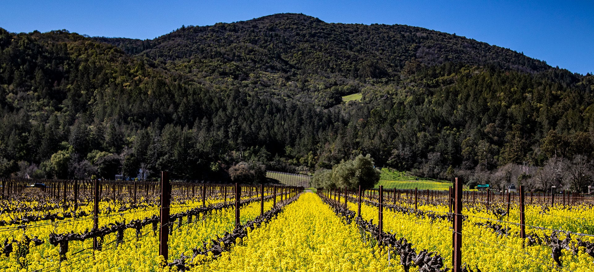 Elyse Winery – A Place for True Small-Production Wines