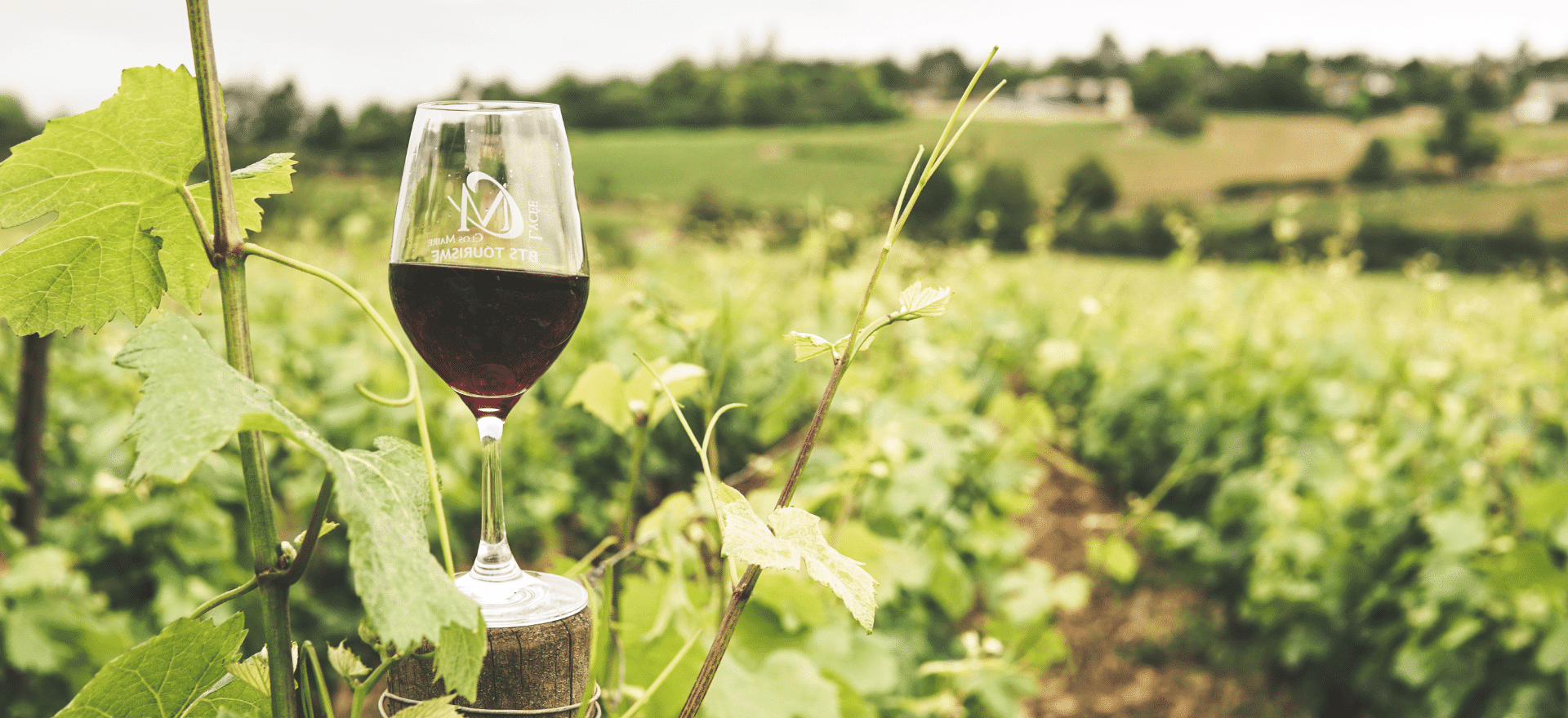 Frederick Wildman & Sons Tasting