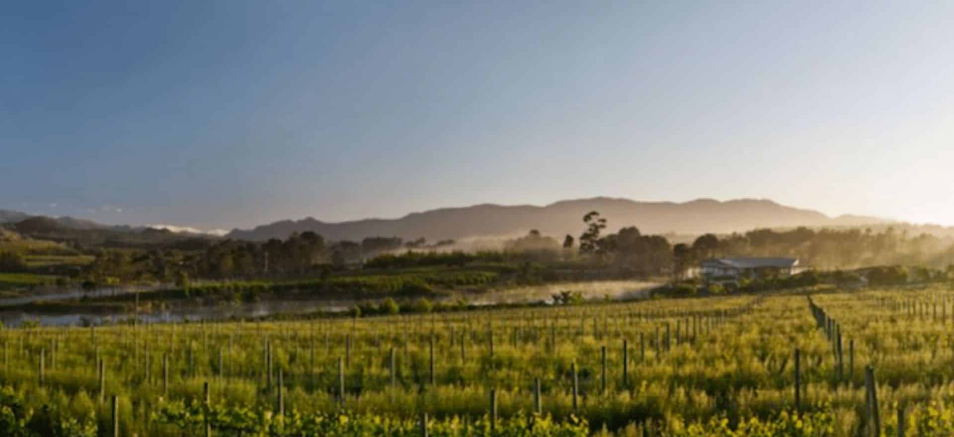 Lothian Vineyards – a Taste of Excellence