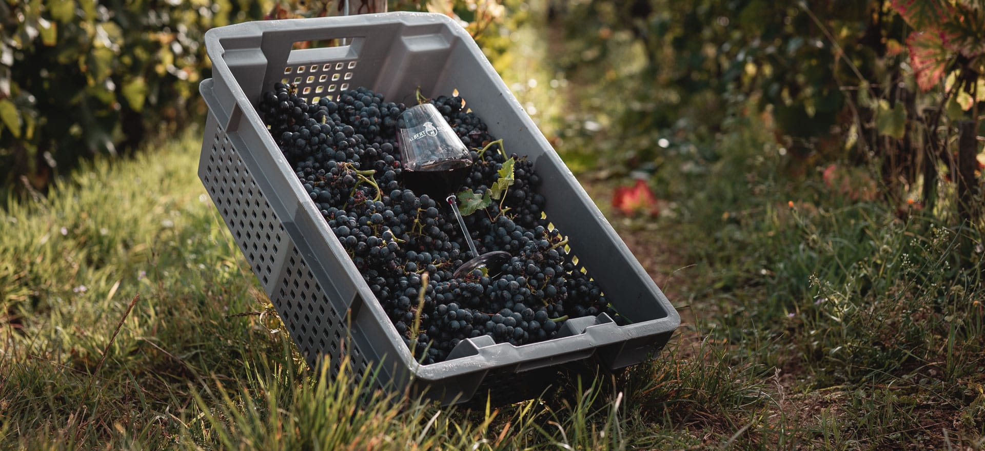 Albert Bichot Tasting: Sample Burgundy’s Finest Wines!