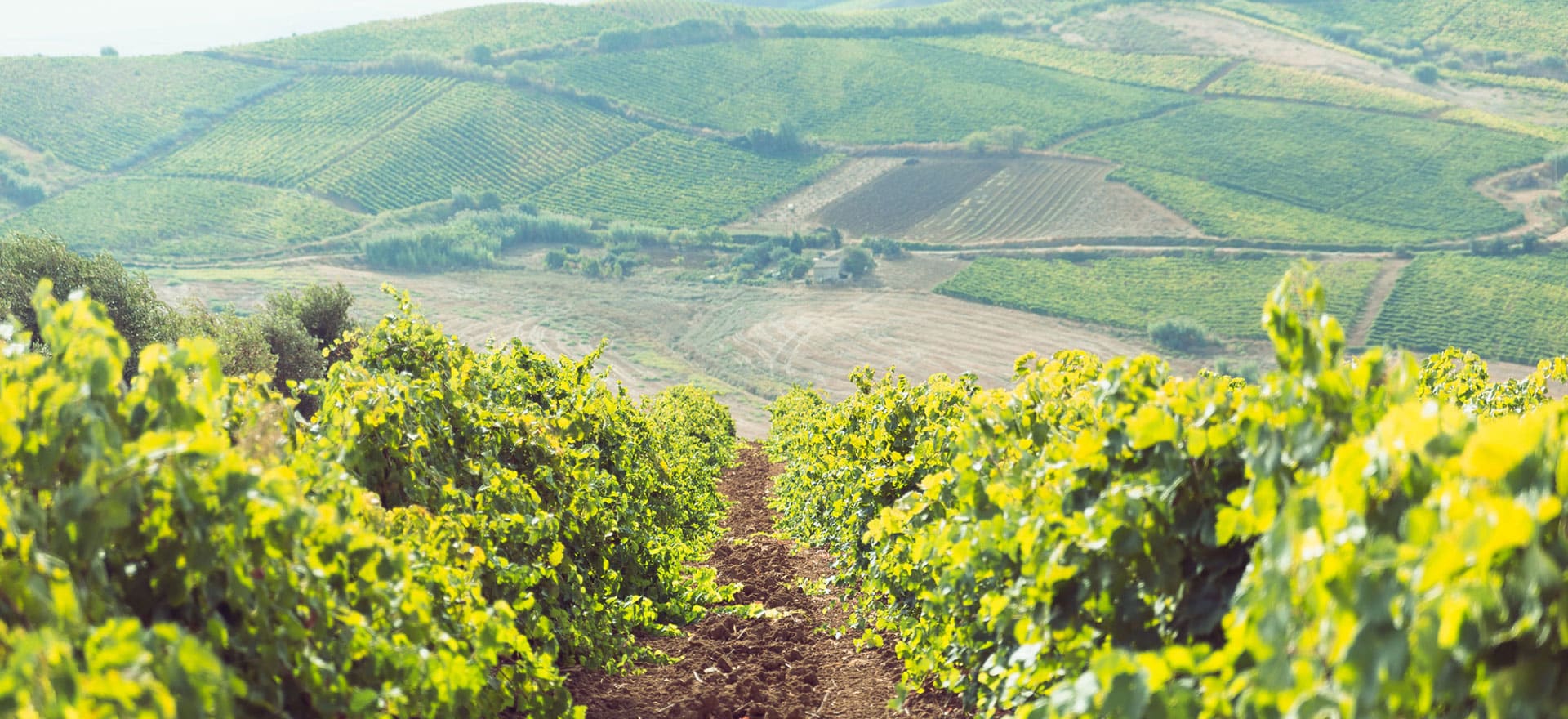Sicilian Wine Tasting in Greenport