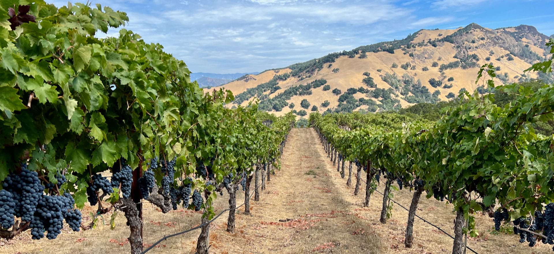Florence Vineyard – Rockpile’s Original Zin. A Virtual Tasting